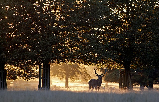 richmond-park-2