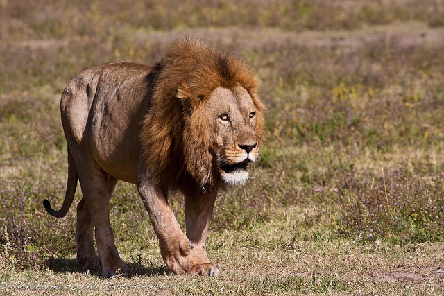 ngorongoro-02