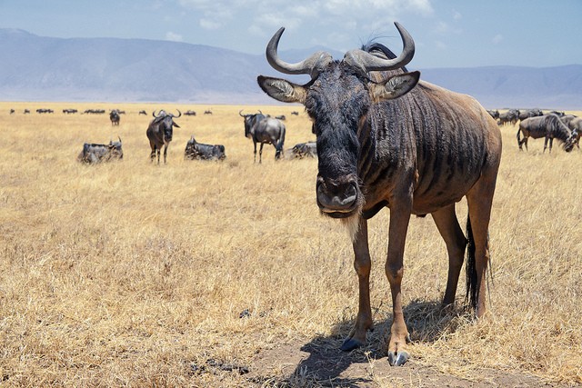 ngorongoro-13