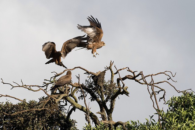 ngorongoro-14