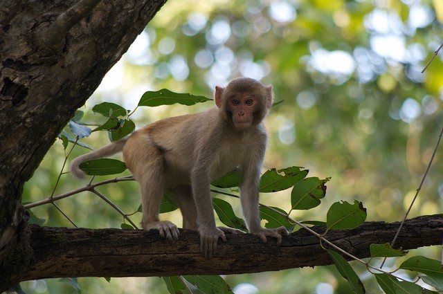 bandhavgarh