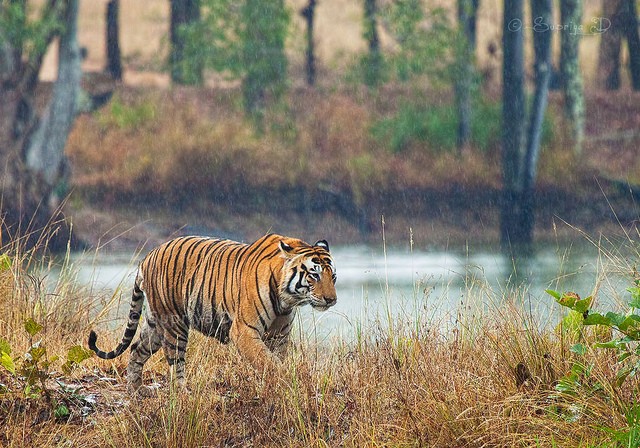 kanha