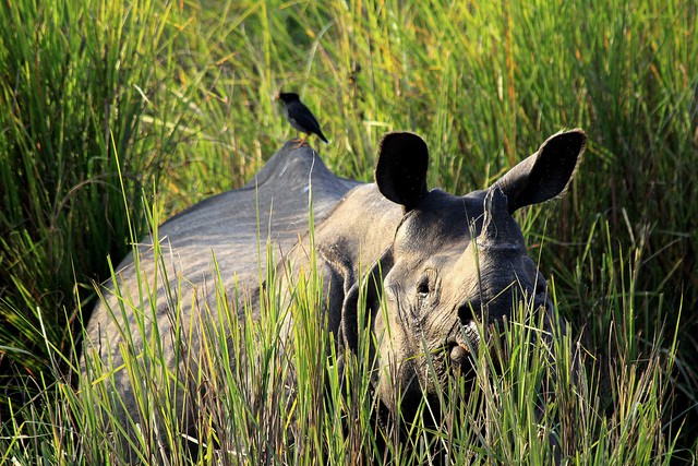 kaziranga