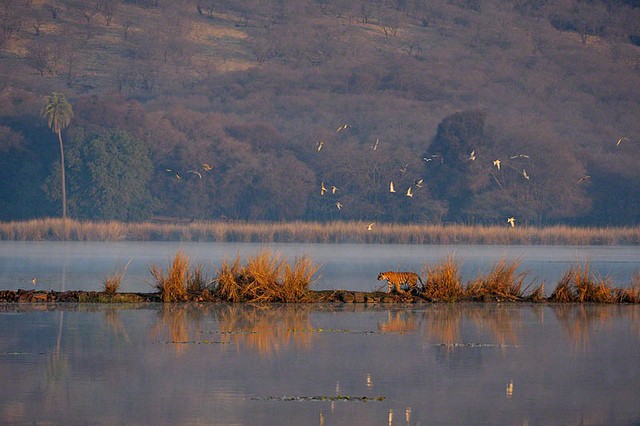 ranthambore