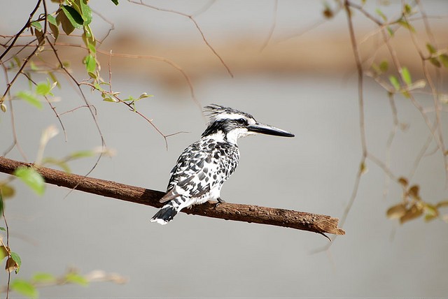 sariska