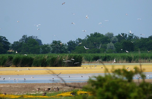 neusiedlersee-seewinkel