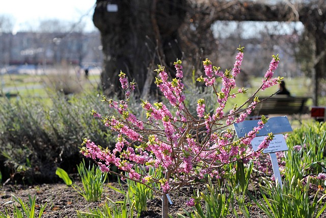 botanicheskiy-sad-helsinki-16