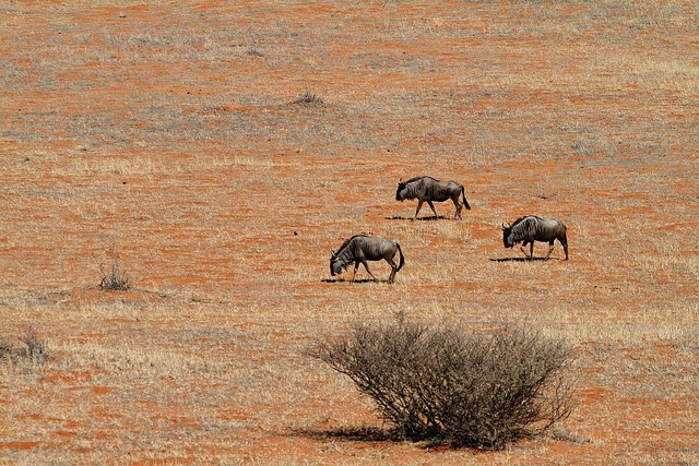 kalahari-06