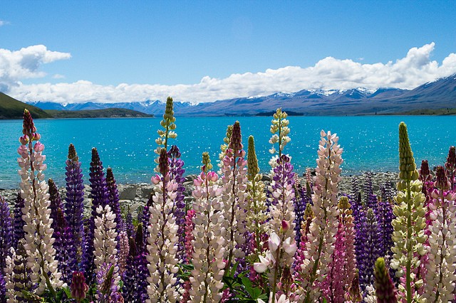 ozero-tekapo-01