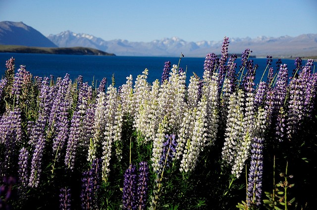 ozero-tekapo-04