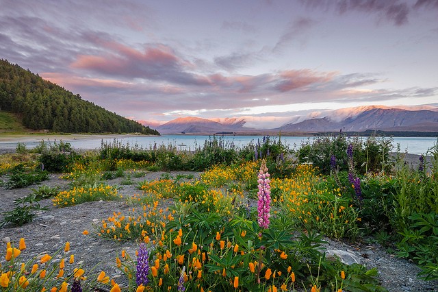 ozero-tekapo-10