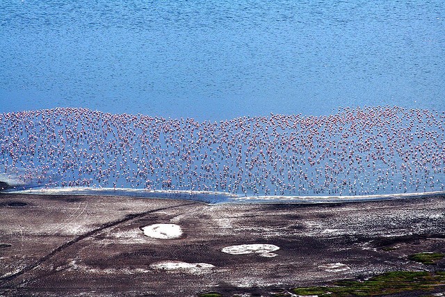 nacionalnyj-park-ozero-nakuru-01