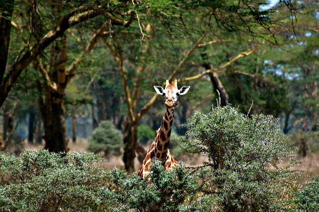 nacionalnyj-park-ozero-nakuru-05