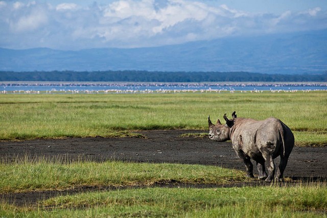 nacionalnyj-park-ozero-nakuru-13