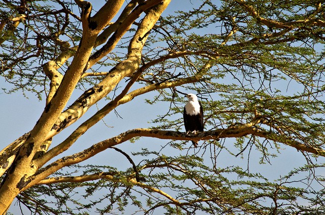 nacionalnyj-park-ozero-nakuru-18