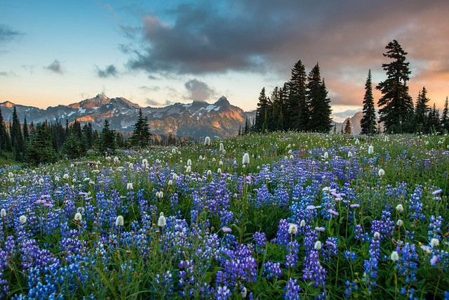 mount-rainier-national-park-05