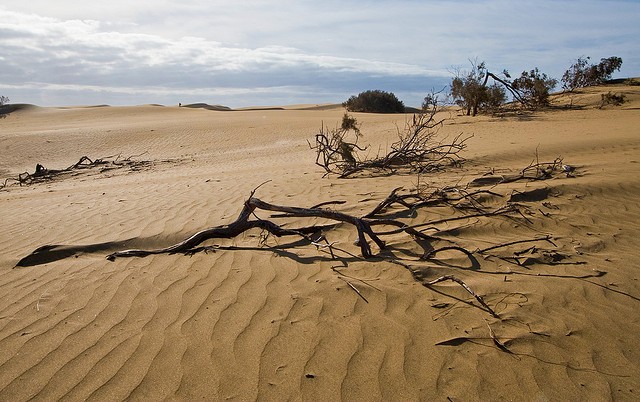 dyuny-maspalomas-12