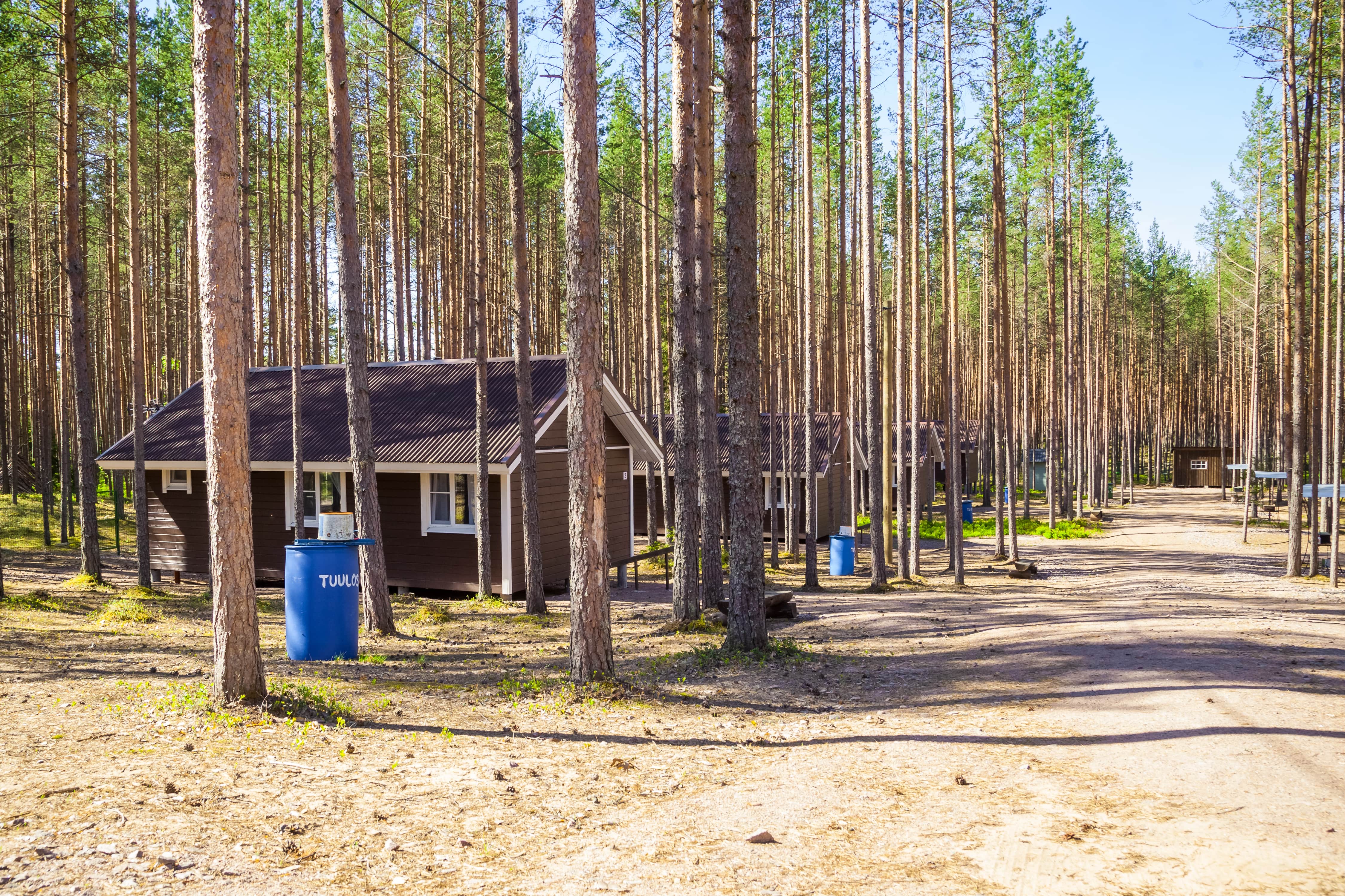 Отдых в карельском, сосновом лесу.