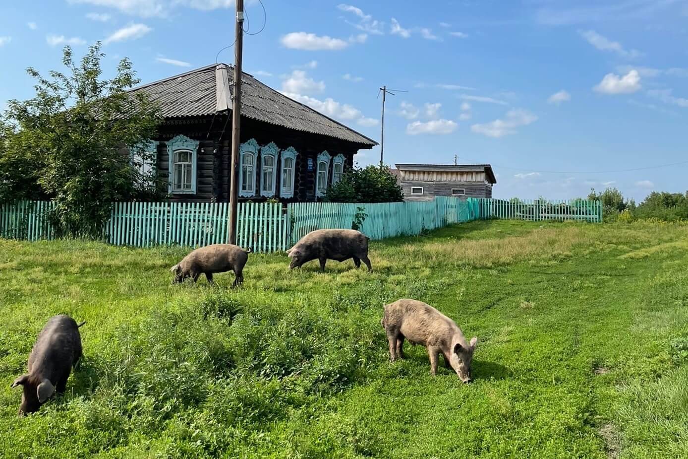 Деревня. Поросята.