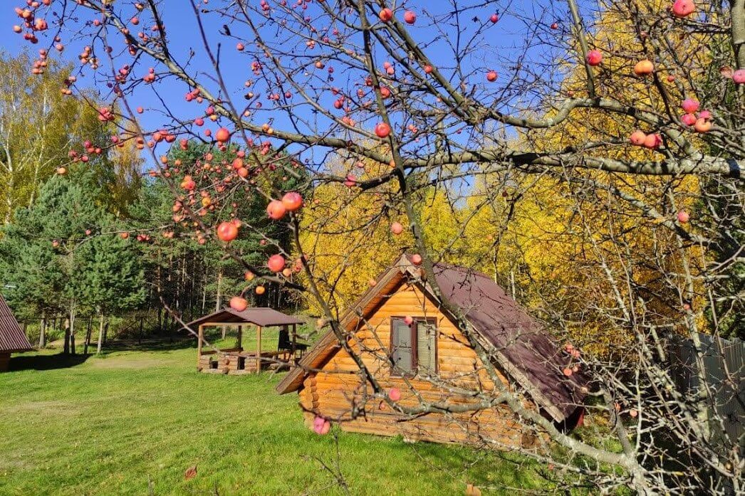 Ранняя осень, молодая яблонька.