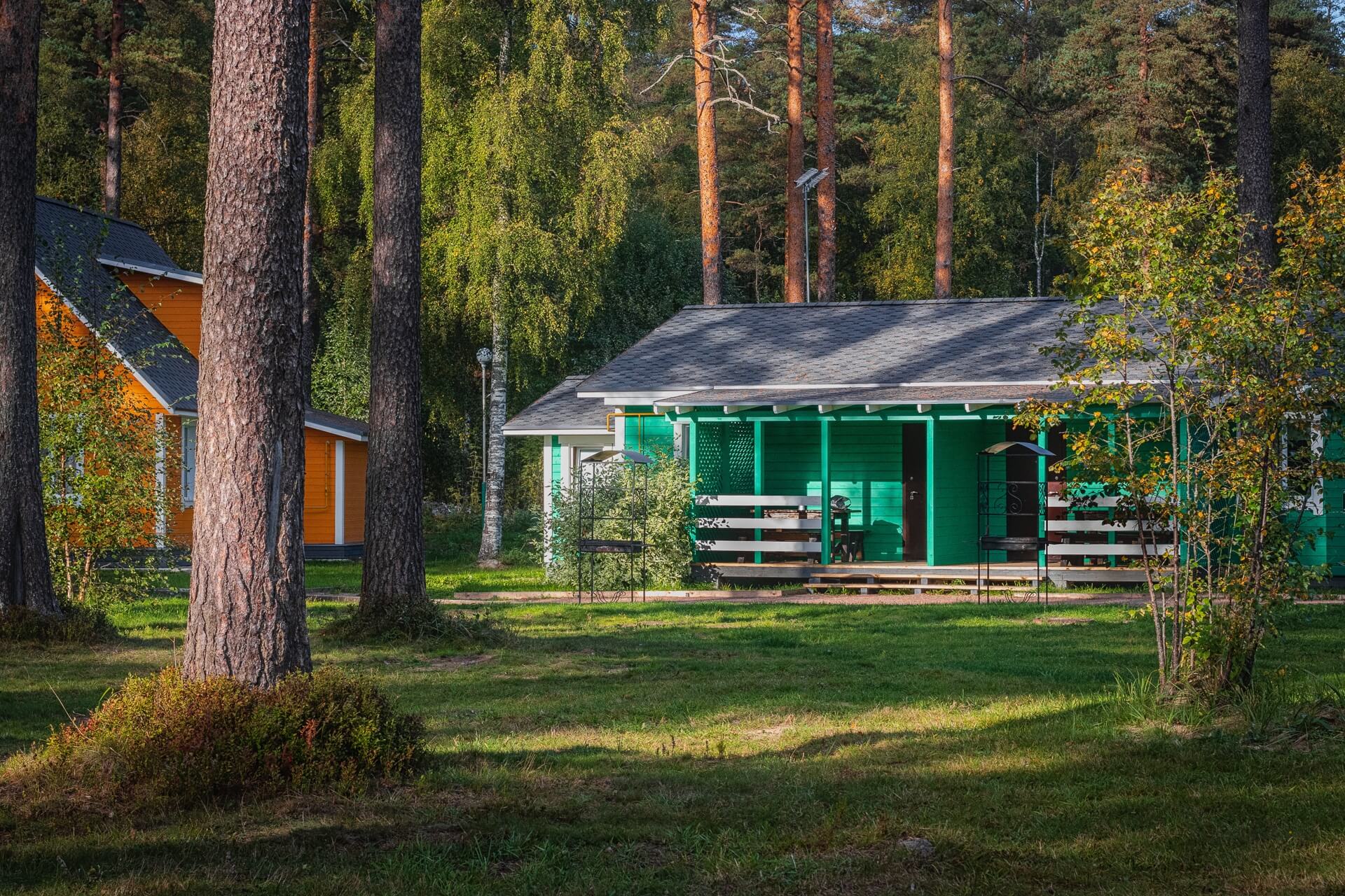 Густой хвойный лес с многолетними, высокими соснами.