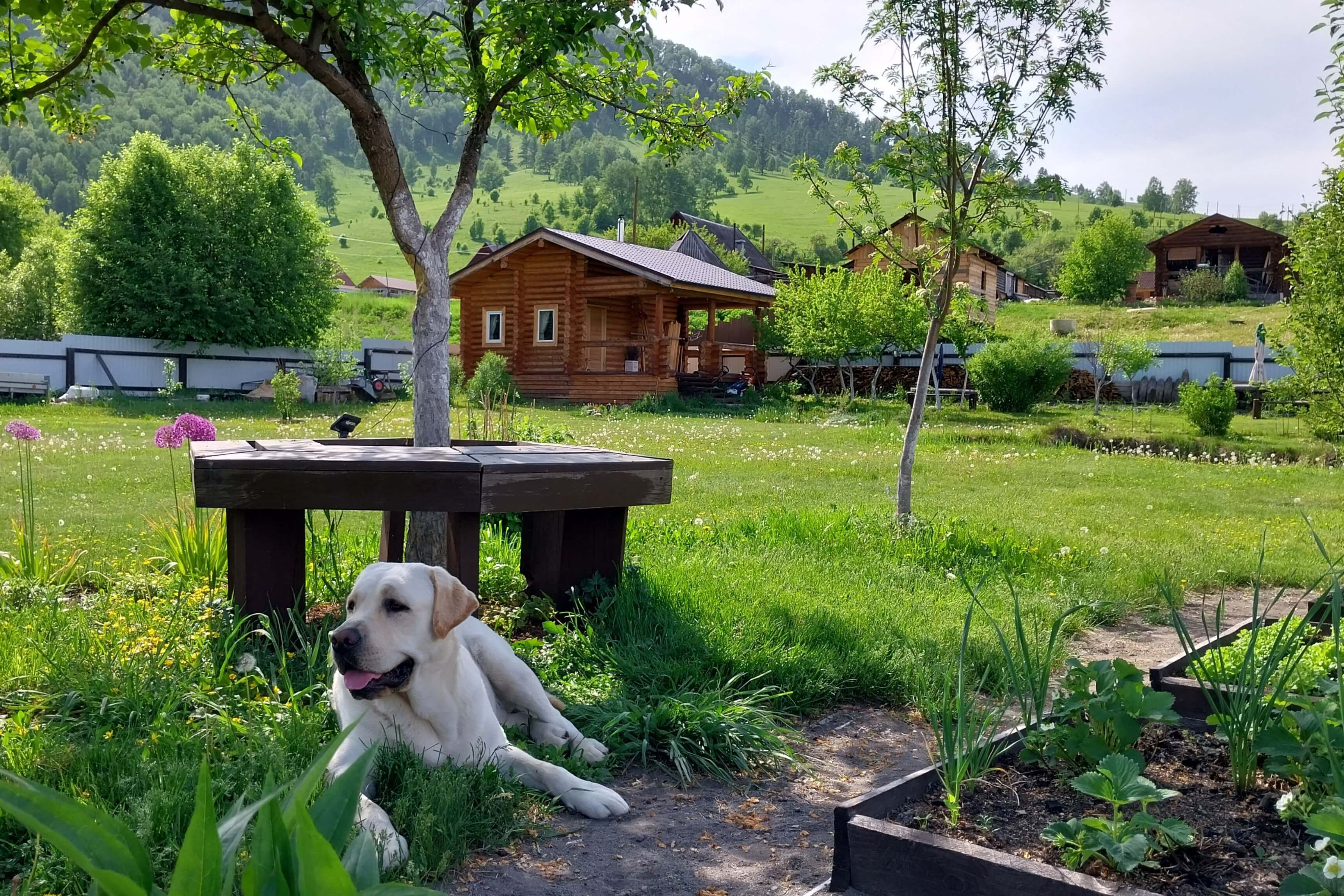 Можно отдыхать с домашними животными.