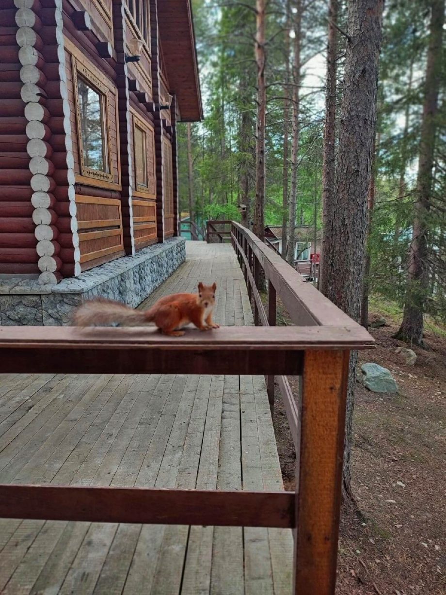 На деревьях рядом с домами живет много белок.